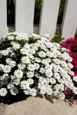 Alexander's White Candy Tuft (Iberis) - 1 Gallon Pot -Wilson Bros Garden iberis sempervirens alexanders white 4