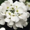 Alexander's White Candy Tuft (Iberis) - 1 Gallon Pot -Wilson Bros Garden iberis sempervirens alexanders white 6