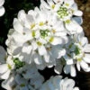 Snow Cone Candytuft (Iberis Sempervirens) - 18 Pack Of Pint Pots -Wilson Bros Garden iberis sempervirens snow cone candytuft 3 1
