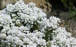 Snow Cone Candytuft (Iberis Sempervirens) - 5 Pack Of Quart Pots -Wilson Bros Garden iberis sempervirens snow cone candytuft 4