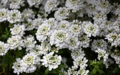 Snowflake Candy Tuft - 1 Gallon Pot -Wilson Bros Garden iberis sempervirens snowflake candytuft 1