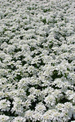 Snowflake Candy Tuft - 1 Gallon Pot -Wilson Bros Garden iberis sempervirens snowflake candytuft 3