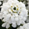 Snowsation Candytuft - 1 Gallon Pot -Wilson Bros Garden iberis snowsation candytuft 1