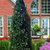 Liberty Holly - 3 Gallon Pot 1 Liberty Holly - 3 Gallon Pot -Wilson Bros Garden ilex conty liberty holly tree 100