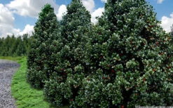 Liberty Holly - 7 Gallon Pot -Wilson Bros Garden ilex conty liberty holly tree 106 1