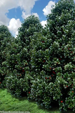 Liberty Holly - 7 Gallon Pot -Wilson Bros Garden ilex conty liberty holly tree 107 1