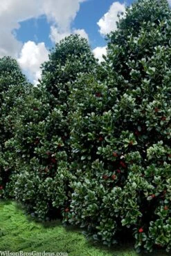 Liberty Holly - 3 Gallon Pot -Wilson Bros Garden ilex conty liberty holly tree 107