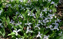 Powder Blue Giant Dwarf Crested Iris (Iris Cristata) - 6 Pack Of 1 Gallon Pots -Wilson Bros Garden iris cristata 7 1