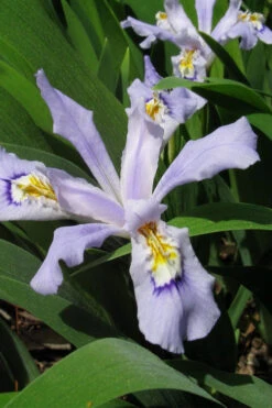 Powder Blue Giant Dwarf Crested Iris (Iris Cristata) - 1 Gallon Pot -Wilson Bros Garden iris cristata powder blue giant dwarf crested 2