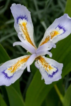 Powder Blue Giant Dwarf Crested Iris (Iris Cristata) - 1 Gallon Pot -Wilson Bros Garden iris cristata powder blur giant dwarf crested 3
