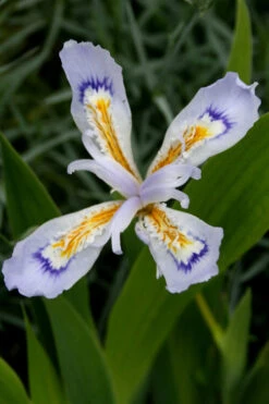 Powder Blue Giant Dwarf Crested Iris (Iris Cristata) - 6 Pack Of 1 Gallon Pots -Wilson Bros Garden iris cristata powder blur giant dwarf crested 4 1