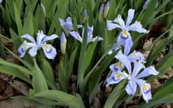 Powder Blue Giant Dwarf Crested Iris (Iris Cristata) - 6 Pack Of 1 Gallon Pots -Wilson Bros Garden iris cristata powder blur giant dwarf crested 5 1