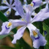 Powder Blue Giant Dwarf Crested Iris (Iris Cristata) - 1 Gallon Pot -Wilson Bros Garden iris cristata powder blur giant dwarf crested 8