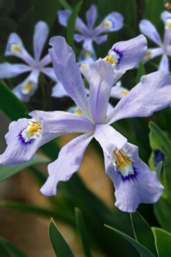 Powder Blue Giant Dwarf Crested Iris (Iris Cristata) - 1 Gallon Pot