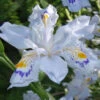 Porcelain Maiden Japanese Evergreen Iris - 2 Gallon Pot -Wilson Bros Garden iris japonica porcelain maiden 1