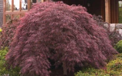 Crimson Queen Dwarf Japanese Maple (High Graft Tree Form) - 1 Gallon Pot (2-2.5') 12 Crimson Queen Dwarf Japanese Maple (High Graft Tree Form) - 1 Gallon Pot (2-2.5') -Wilson Bros Garden ja panese Maple Crimson Queen 50 4
