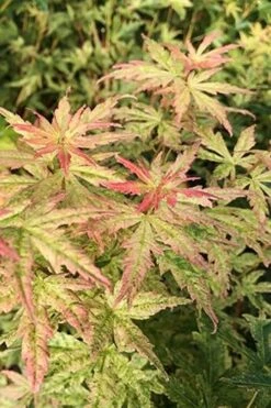 Radiant Variegated Japanese Maple - 5 Gallon Pot -Wilson Bros Garden japanese Maple Radiant 7