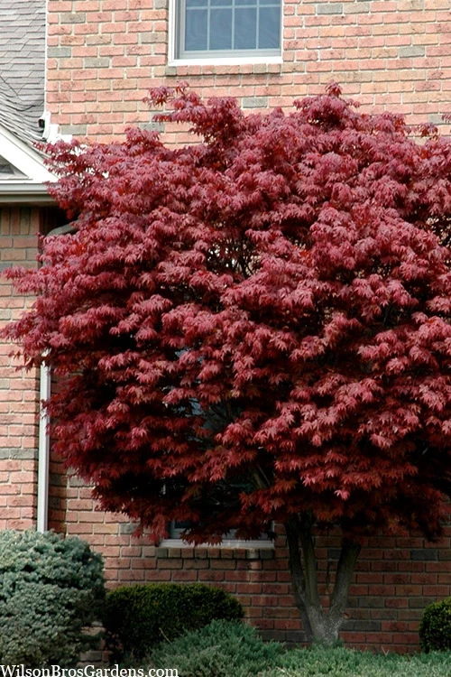 Bloodgood Red Leaf Japanese Maple - 2 Gallon Pot 3 Bloodgood Red Leaf Japanese Maple - 2 Gallon Pot