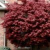 Bloodgood Red Leaf Japanese Maple - 5 Gallon Pot (2-3') 2 Bloodgood Red Leaf Japanese Maple - 5 Gallon Pot (2-3') -Wilson Bros Garden japanese maple bloodgood 10 8