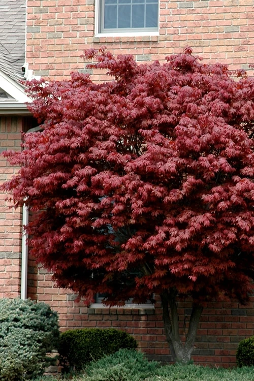 Bloodgood Red Leaf Japanese Maple - 7 Gallon Pot (5-6') 3 Bloodgood Red Leaf Japanese Maple - 7 Gallon Pot (5-6')