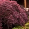 Crimson Queen Dwarf Japanese Maple (High Graft Tree Form) - 1 Gallon Pot -Wilson Bros Garden japanese maple crimson queen 24 1