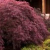 Crimson Queen Dwarf Japanese Maple (High Graft Tree Form) - 1 Gallon Pot 2 Crimson Queen Dwarf Japanese Maple (High Graft Tree Form) - 1 Gallon Pot -Wilson Bros Garden japanese maple crimson queen 24 2