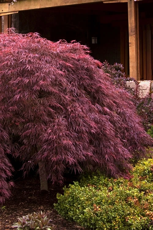 Crimson Queen Dwarf Japanese Maple (High Graft Tree Form) - 1 Gallon Pot (2-2.5') 3 Crimson Queen Dwarf Japanese Maple (High Graft Tree Form) - 1 Gallon Pot (2-2.5')