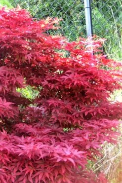 Fireglow Red Leaf Japanese Maple - 5 Gallon Pot (2-3') 15 Fireglow Red Leaf Japanese Maple - 5 Gallon Pot (2-3') -Wilson Bros Garden japanese maple fireglow 11 4