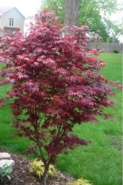 Fireglow Red Leaf Japanese Maple - 3 Gallon Pot (4-5') 14 Fireglow Red Leaf Japanese Maple - 3 Gallon Pot (4-5') -Wilson Bros Garden japanese maple fireglow 12 9