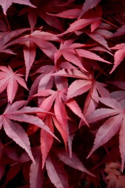 Fireglow Red Leaf Japanese Maple - 3 Gallon Pot (3-4')