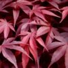 Fireglow Red Leaf Japanese Maple - 5 Gallon Pot (4.5-5.5') -Wilson Bros Garden japanese maple fireglow 13 5