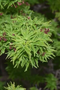 Lions Head Japanese Maple - Acer Palmatum 'Shishigashira' - 5 Gallon Pot -Wilson Bros Garden japanese maple lions head shishigashira 1