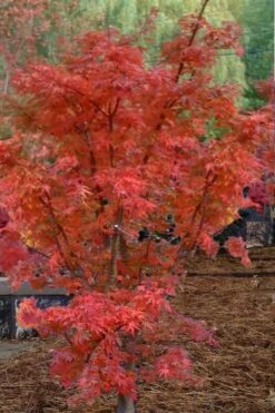Lions Head Japanese Maple - Acer Palmatum 'Shishigashira' - 2 Gallon Pot -Wilson Bros Garden japanese maple lions head shishigashira 4 8