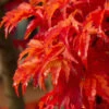 Lions Head Japanese Maple (Acer Palmatum 'Shishigashira') - 7 Gallon Pot -Wilson Bros Garden japanese maple lions head shishigashira 5 5