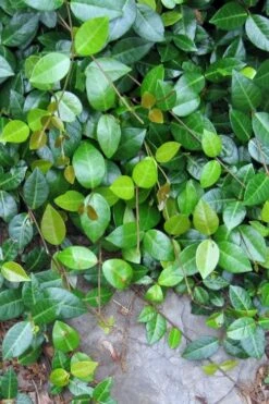 Asian Jasmine (Trachelospermum Asiaticum) - 72 Pack Of 3.5" Pint Pots -Wilson Bros Garden jasmine asian 10 1