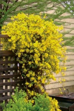 Carolina Yellow Jasmine (Jessamine) Gelsemium Sempervirens - 3 Gallon Pot -Wilson Bros Garden jasmine carolina 21