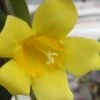 Carolina Yellow Jasmine (Jessamine) Gelsemium Sempervirens - 1 Gallon Pot -Wilson Bros Garden jasmine carolina 22 2