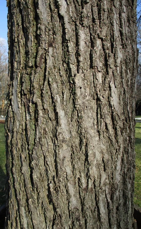 Black Walnut Tree (Juglans Nigra) - 3 Gallon Pot 10 Black Walnut Tree (Juglans Nigra) - 3 Gallon Pot - Image 8