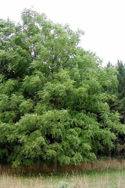 Black Walnut Tree (Juglans Nigra) - 3 Gallon Pot 12 Black Walnut Tree (Juglans Nigra) - 3 Gallon Pot - Image 10
