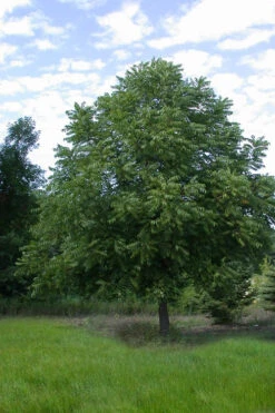 Black Walnut Tree (Juglans Nigra) - 3 Gallon Pot 16 Black Walnut Tree (Juglans Nigra) - 3 Gallon Pot -Wilson Bros Garden juglans nigra black walnut tree 3