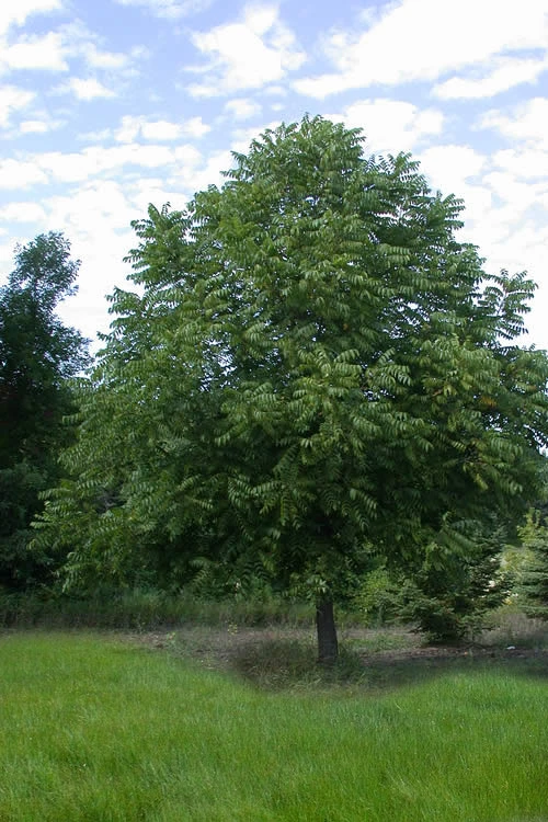 Black Walnut Tree (Juglans Nigra) - 3 Gallon Pot 7 Black Walnut Tree (Juglans Nigra) - 3 Gallon Pot - Image 5