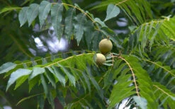 Black Walnut Tree (Juglans Nigra) - 3 Gallon Pot 17 Black Walnut Tree (Juglans Nigra) - 3 Gallon Pot -Wilson Bros Garden juglans nigra black walnut tree foliage 1
