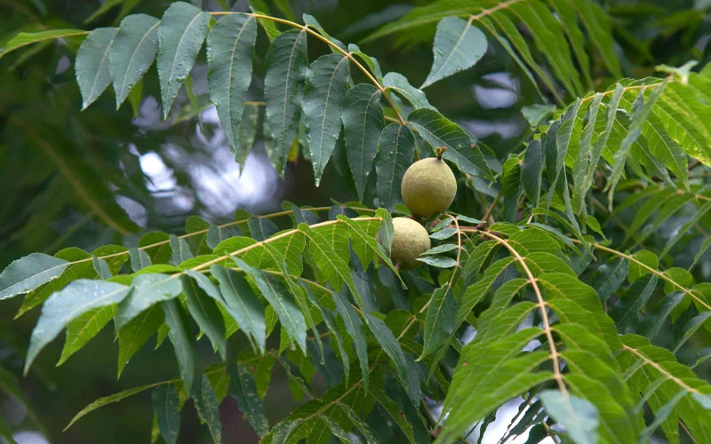 Black Walnut Tree (Juglans Nigra) - 3 Gallon Pot 8 Black Walnut Tree (Juglans Nigra) - 3 Gallon Pot - Image 6