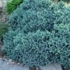 Blue Star Juniper - 3 Gallon Pot -Wilson Bros Garden juniper blue star 11 1