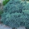 Blue Star Juniper - 6-Pack Of 1 Gallon Pots -Wilson Bros Garden juniper blue star 11
