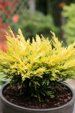 Limeglow Golden Andorra Compact Juniper - 1 Gallon Pot -Wilson Bros Garden juniper horizontalis lime glow 23