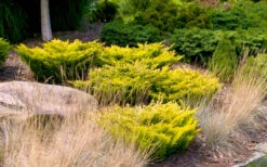 Limeglow Golden Andorra Compact Juniper - 1 Gallon Pot -Wilson Bros Garden juniper horizontalis lime glow 24