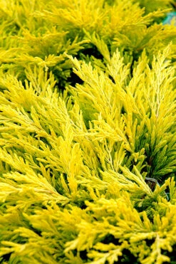 Limeglow Golden Andorra Compact Juniper - 1 Gallon Pot