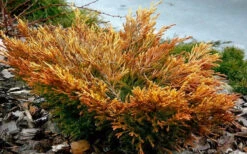 Limeglow Golden Andorra Compact Juniper - 3 Gallon Pot -Wilson Bros Garden juniper limeglow fall foliage color 2 1