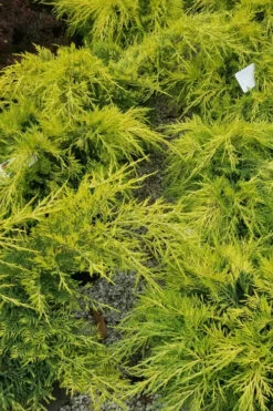 Gold Lace Juniper - 3 Gallon Pot -Wilson Bros Garden juniperus chinensis gold lace juniper 2